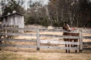 Magnolia Ranch Horses 2