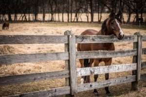 Magnolia Ranch Horses 3