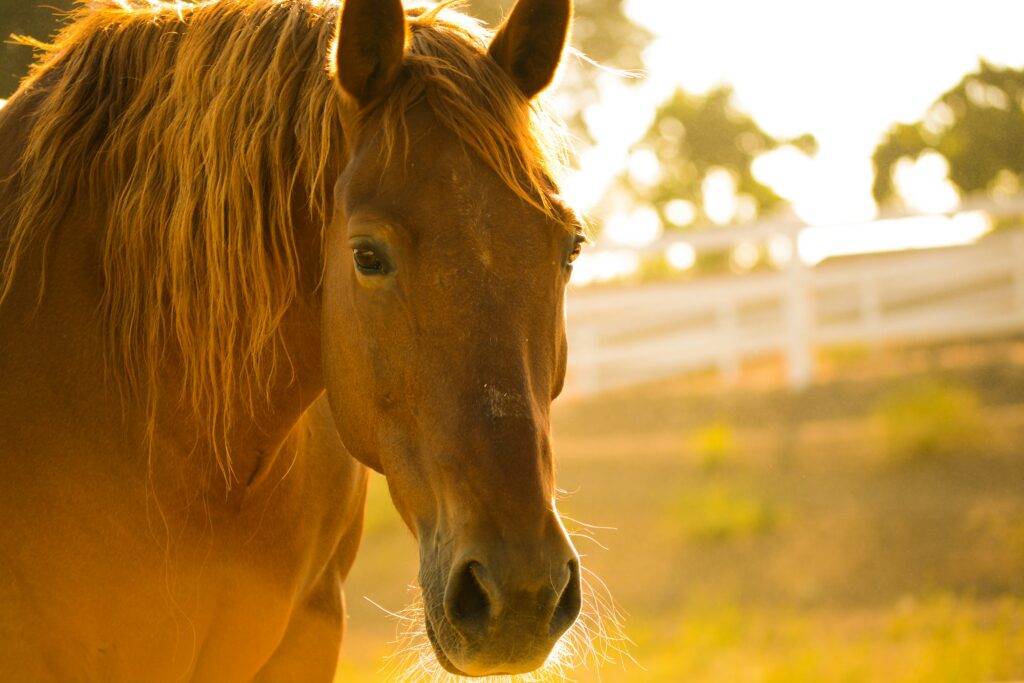 best equine therapy tennessee